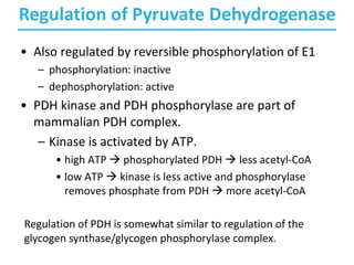 Regulation of Pyruvate Dehydrogenase
• Also regulated by reversible phosphorylation of E1
– phosphorylation: inactive
– dephosphorylation: active
• PDH kinase and PDH phosphorylase are part of
mammalian PDH complex.
– Kinase is activated by ATP.
• high ATP à phosphorylated PDH à less acetyl-CoA
• low ATP à kinase is less active and phosphorylase
removes phosphate from PDH à more acetyl-CoA
Regulation of PDH is somewhat similar to regulation of the
glycogen synthase/glycogen phosphorylase complex.
 
