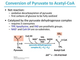 Conversion of Pyruvate to Acetyl-CoA
• Net reaction:
– oxidative decarboxylation of pyruvate
– first carbons of glucose to be fully oxidized
• Catalyzed by the pyruvate dehydrogenase complex
– requires 5 coenzymes
– TPP, lipoyllysine, and FAD are prosthetic groups.
– NAD+ and CoA-SH are co-substrates.
 