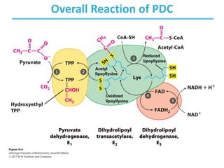 Overall Reaction of PDC
 