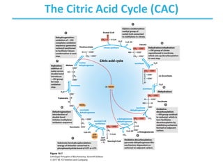 The Citric Acid Cycle (CAC)
 