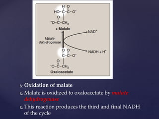  Oxidation of malate
 Malate is oxidized to oxaloacetate by malate
dehydrogenase
 This reaction produces the third and final NADH
of the cycle
 