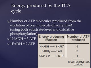 Number of ATP molecules produced from the
oxidation of one molecule of acetyl CoA
(using both substrate-level and oxidative
phosphorylation)
 1NADH = 3 ATP
 1FADH = 2 ATP
Energy produced by the TCA
cycle
 