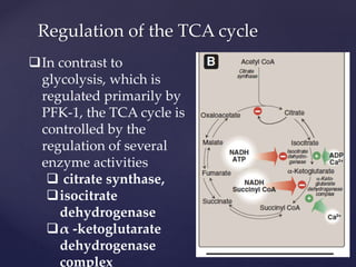Regulation of the TCA cycle
In contrast to
glycolysis, which is
regulated primarily by
PFK-1, the TCA cycle is
controlled by the
regulation of several
enzyme activities
 citrate synthase,
isocitrate
dehydrogenase
α -ketoglutarate
dehydrogenase
complex
 