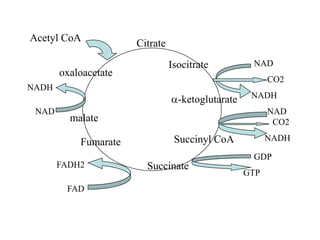 TCA Cycle.ppt