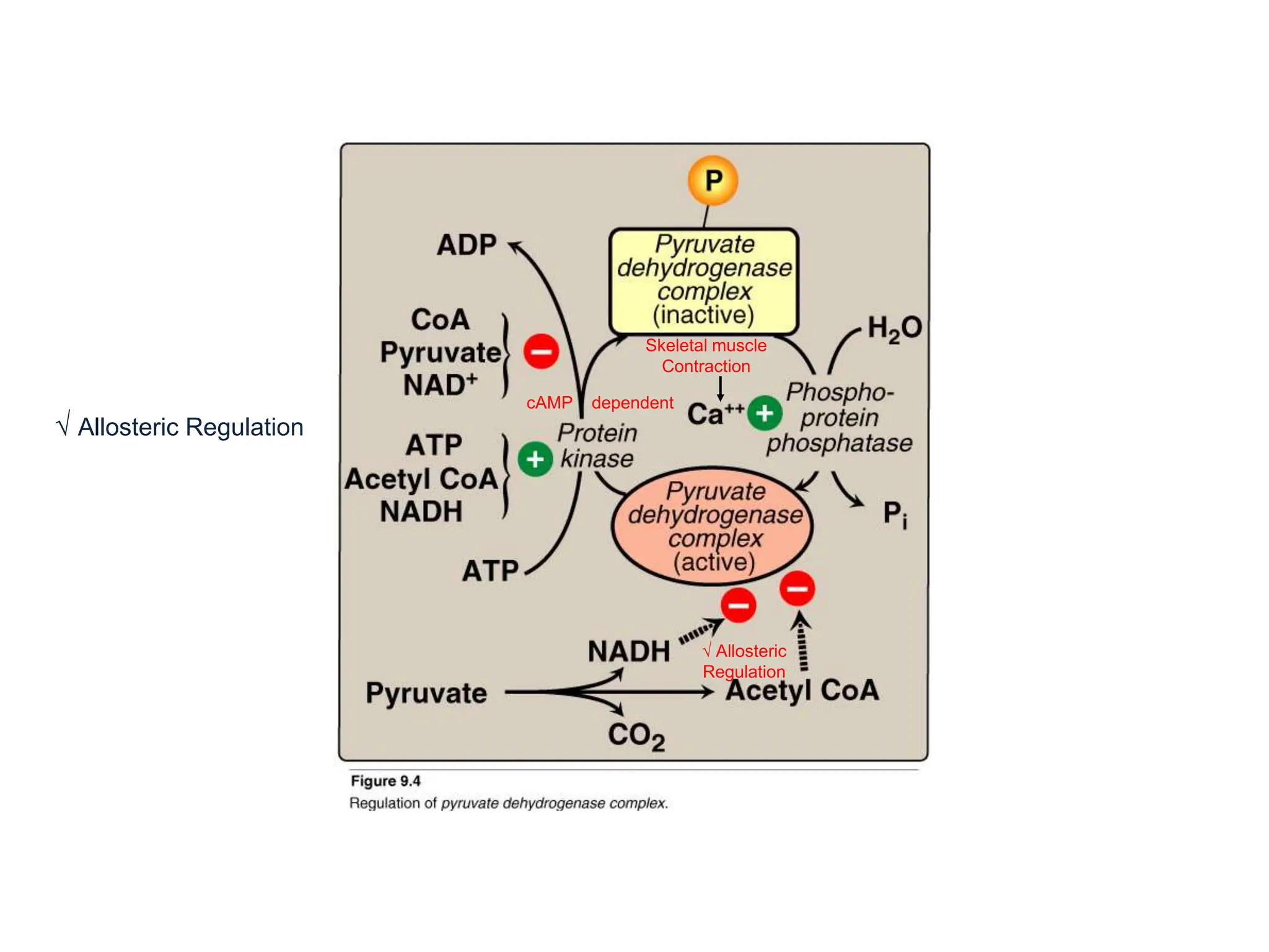 √ Allosteric Regulation
√ Allosteric
Regulation
cAMP dependent
Skeletal muscle
Contraction
 