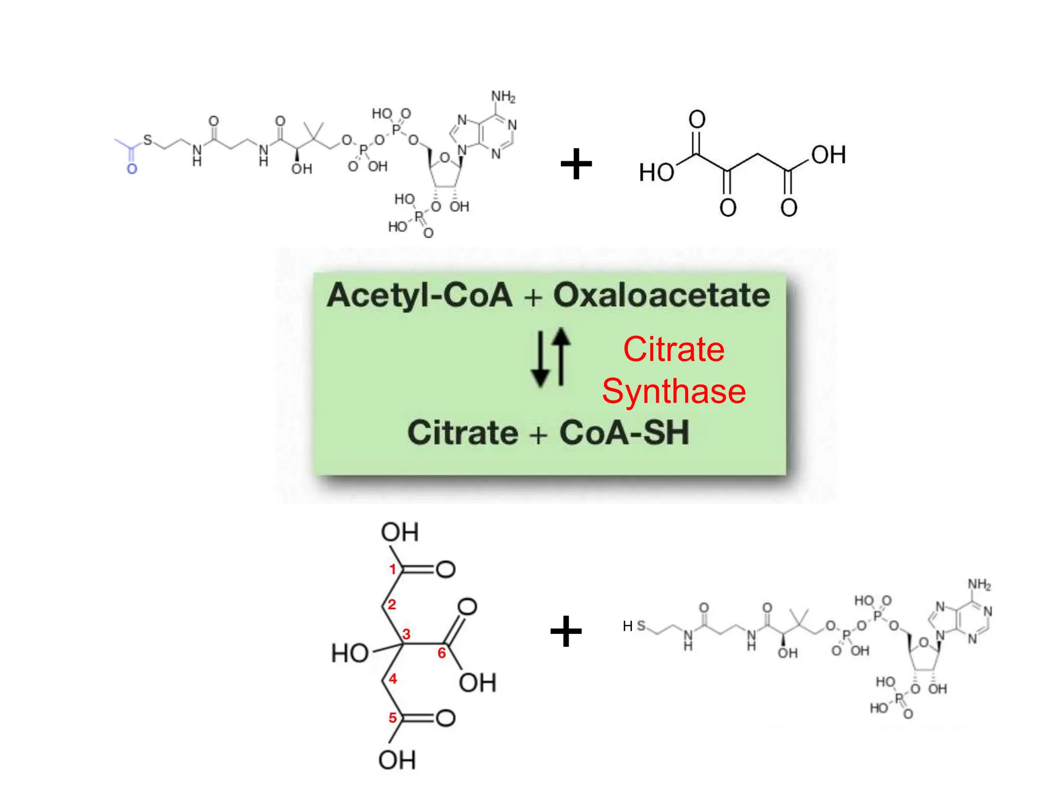 +
+ H
Citrate
Synthase
 