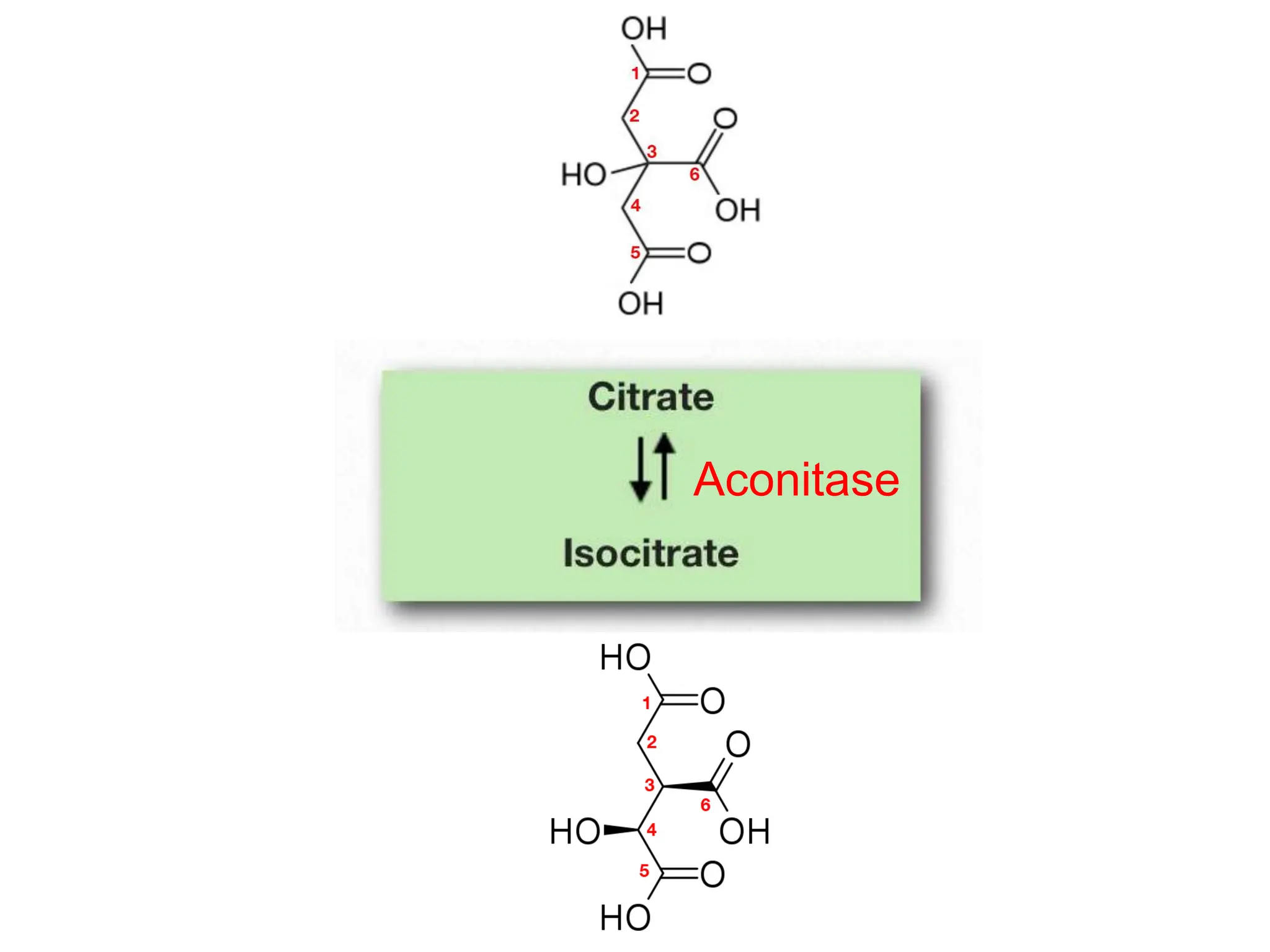 Aconitase
 