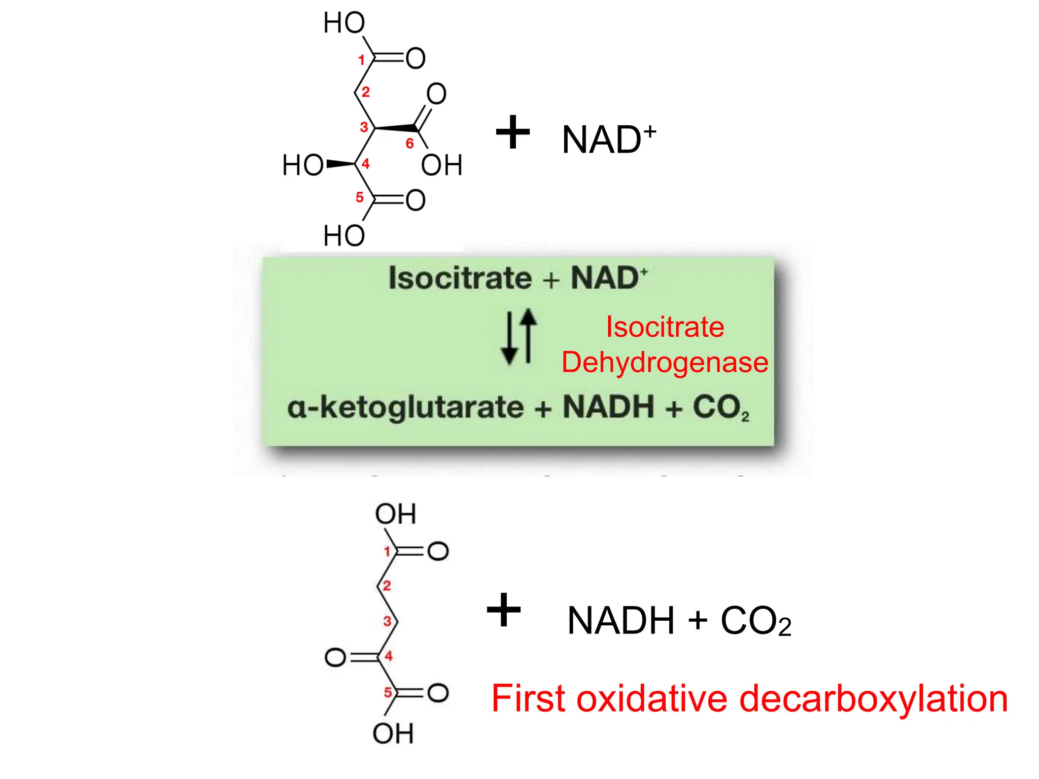 + NAD+
+ NADH + CO2
Isocitrate
Dehydrogenase
First oxidative decarboxylation
 