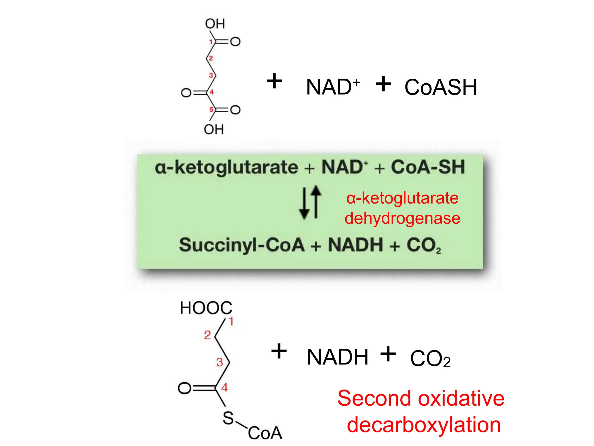 + NAD+
+ CoASH
+ NADH + CO2
α-ketoglutarate
dehydrogenase
Second oxidative
decarboxylation
 