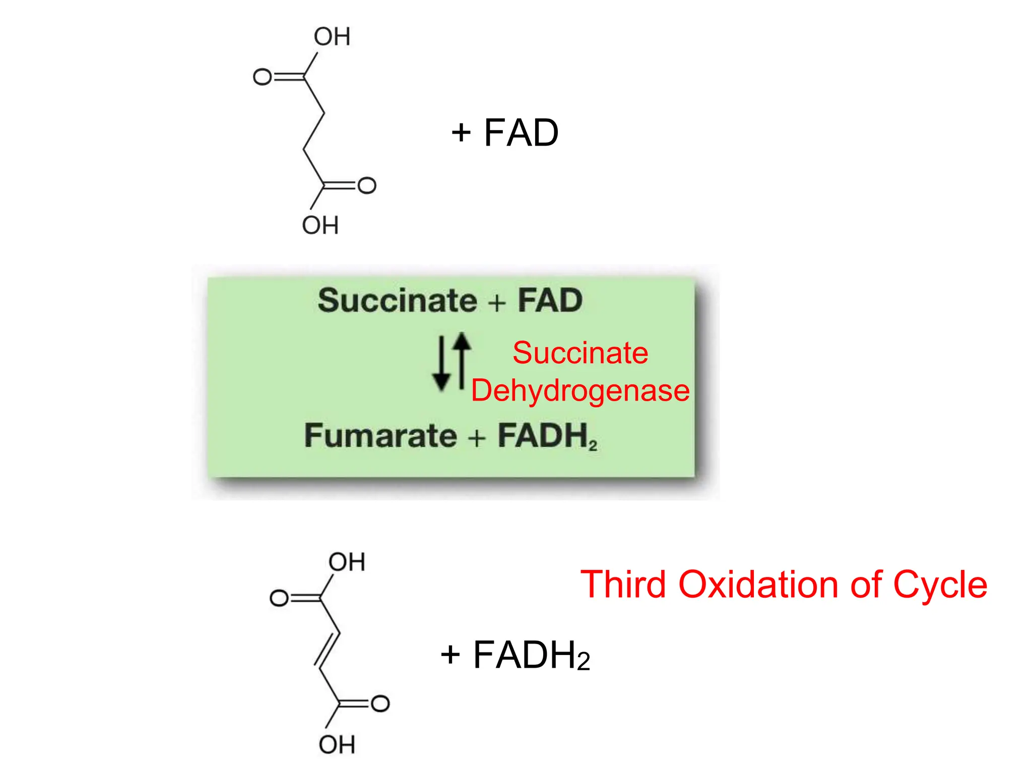 + FAD
+ FADH2
Succinate
Dehydrogenase
Third Oxidation of Cycle
 