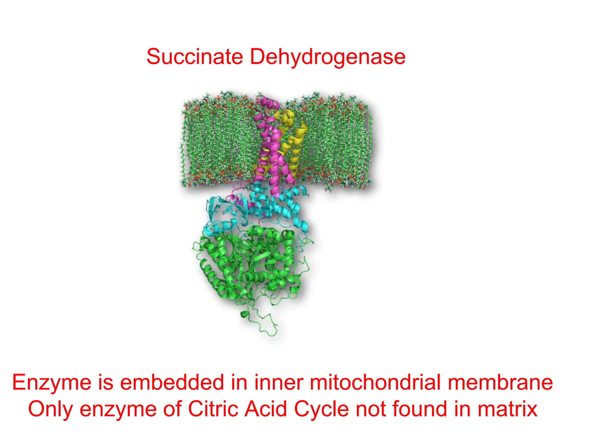Succinate Dehydrogenase
Enzyme is embedded in inner mitochondrial membrane
Only enzyme of Citric Acid Cycle not found in matrix
 