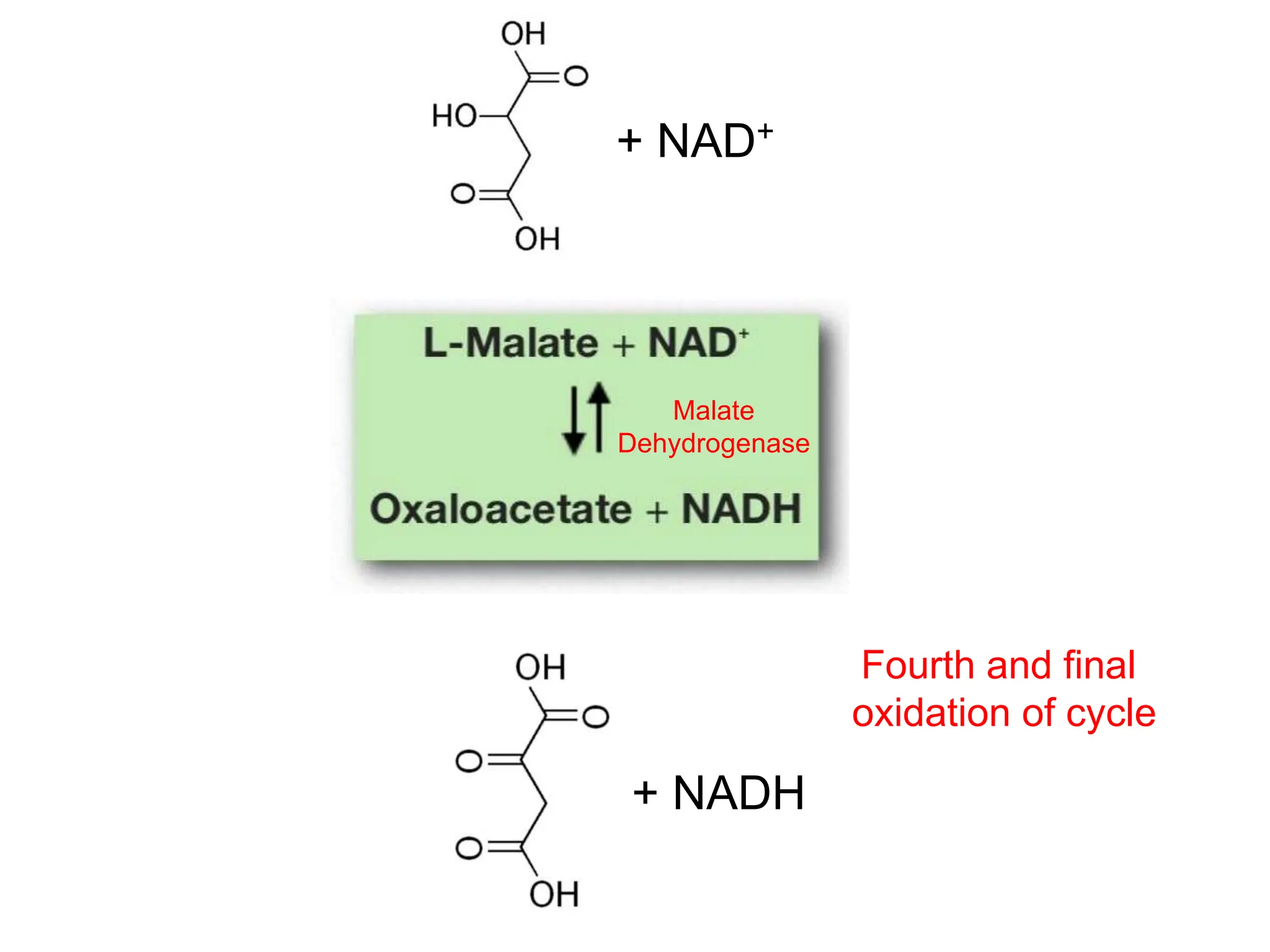 + NAD+
+ NADH
Malate
Dehydrogenase
Fourth and final
oxidation of cycle
 