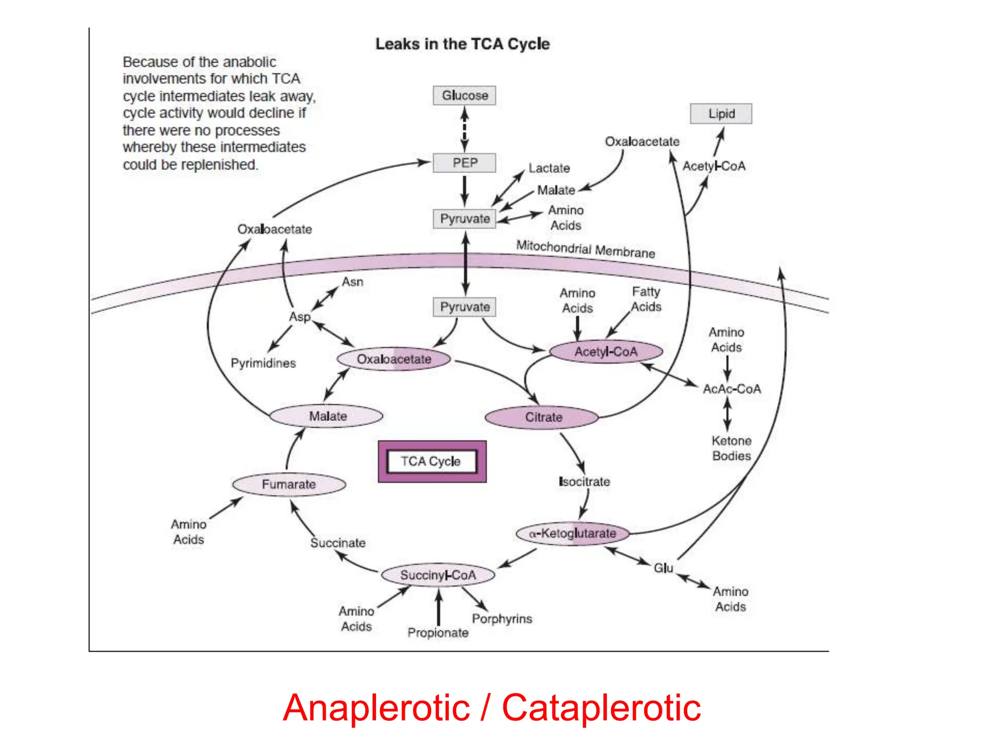 Anaplerotic / Cataplerotic
 