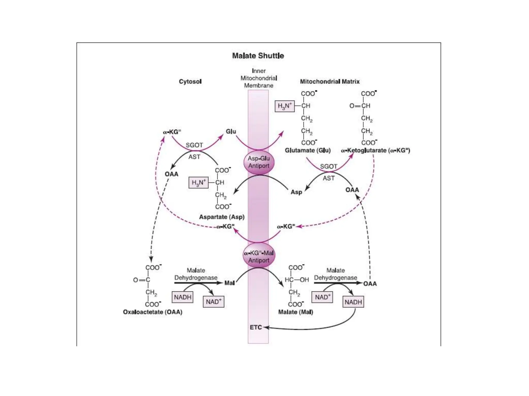 TCA cycle citric acid cycle krebs cycle.