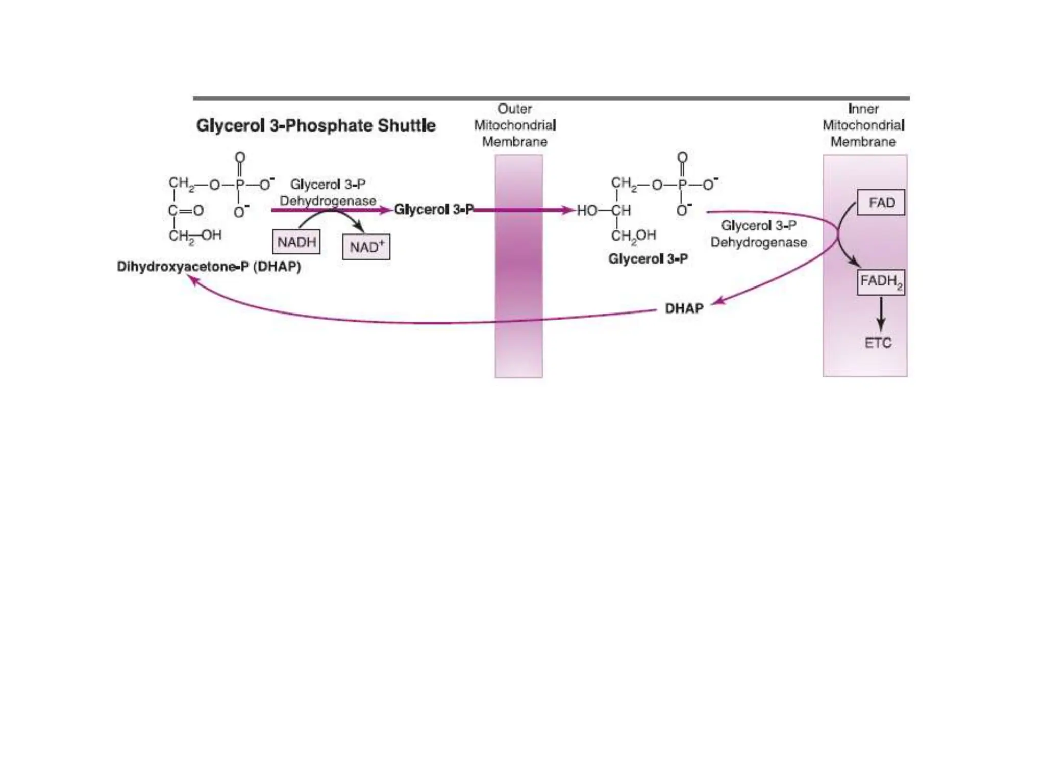 TCA cycle citric acid cycle krebs cycle.