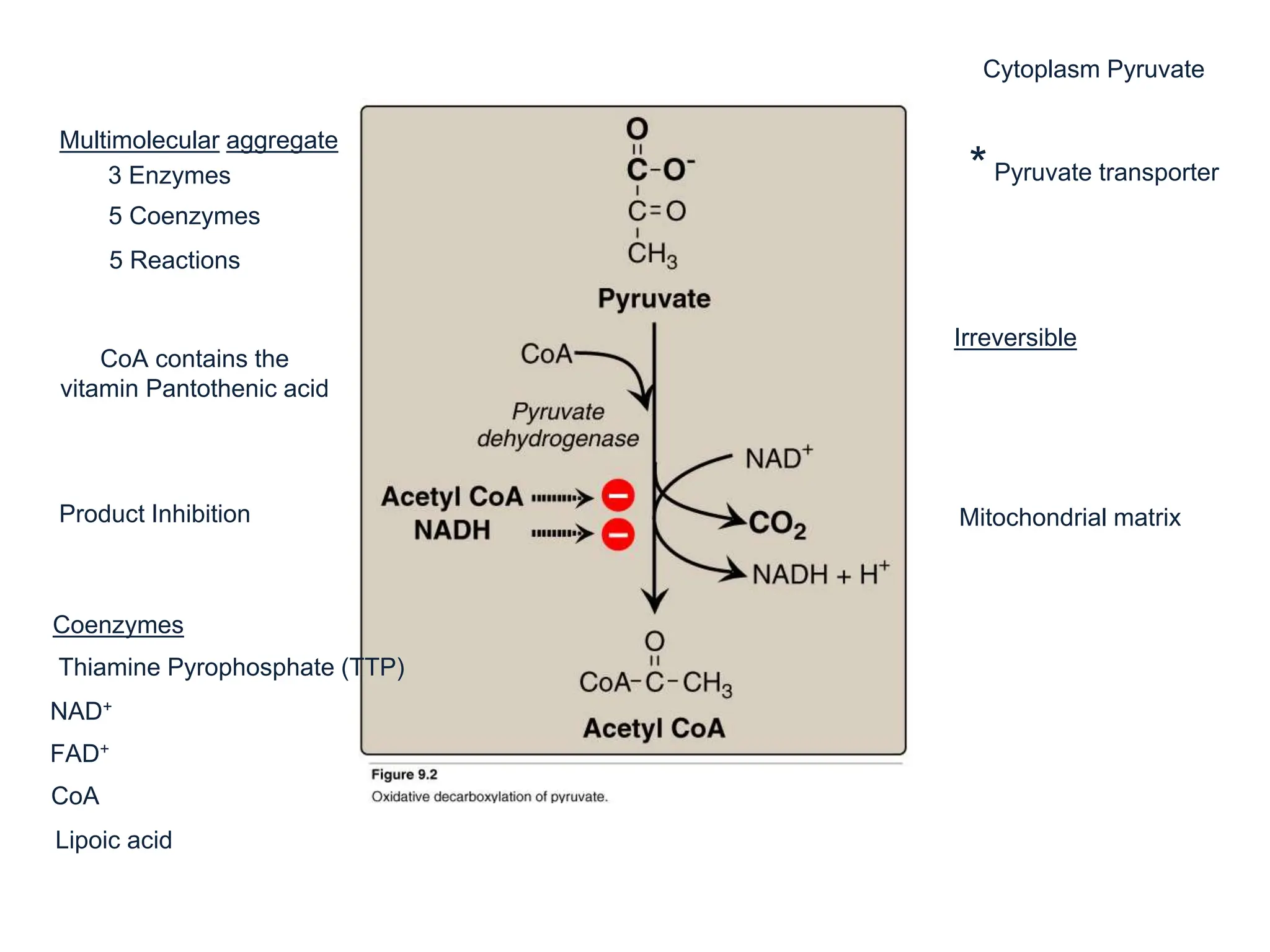 Multimolecular aggregate
3 Enzymes
5 Coenzymes
5 Reactions
CoA contains the
vitamin Pantothenic acid
Product Inhibition
Coenzymes
Thiamine Pyrophosphate (TTP)
NAD+
FAD+
CoA
Lipoic acid
Mitochondrial matrix
Cytoplasm Pyruvate
*Pyruvate transporter
Irreversible
 