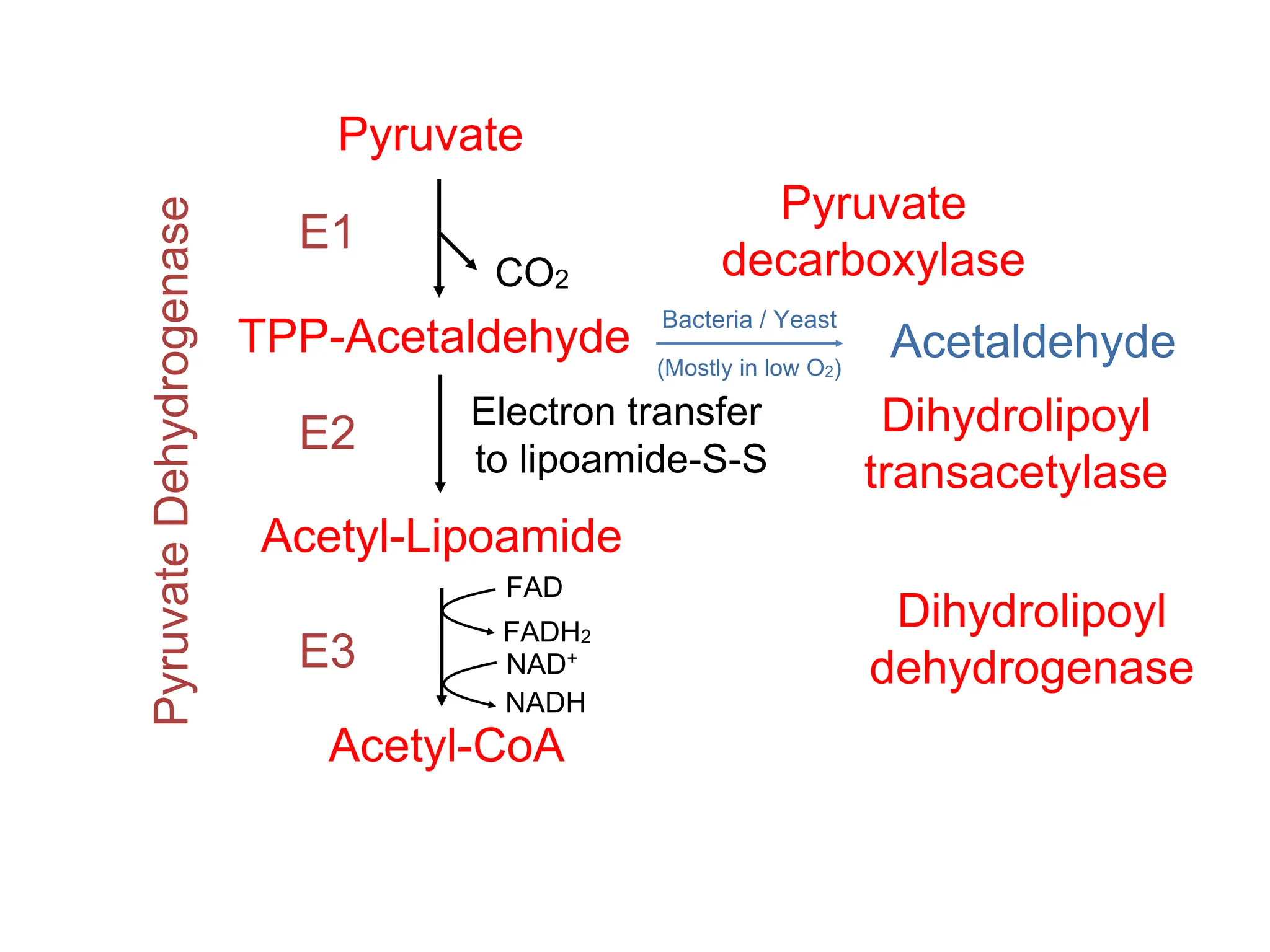 Pyruvate
TPP-Acetaldehyde
Acetyl-Lipoamide
Acetyl-CoA
E1
E2
E3
CO2
Electron transfer
to lipoamide-S-S
Pyruvate
Dehydrogenase
FAD
FADH2
NAD+
NADH
Acetaldehyde
Bacteria / Yeast
(Mostly in low O2)
Pyruvate
decarboxylase
Dihydrolipoyl
transacetylase
Dihydrolipoyl
dehydrogenase
 