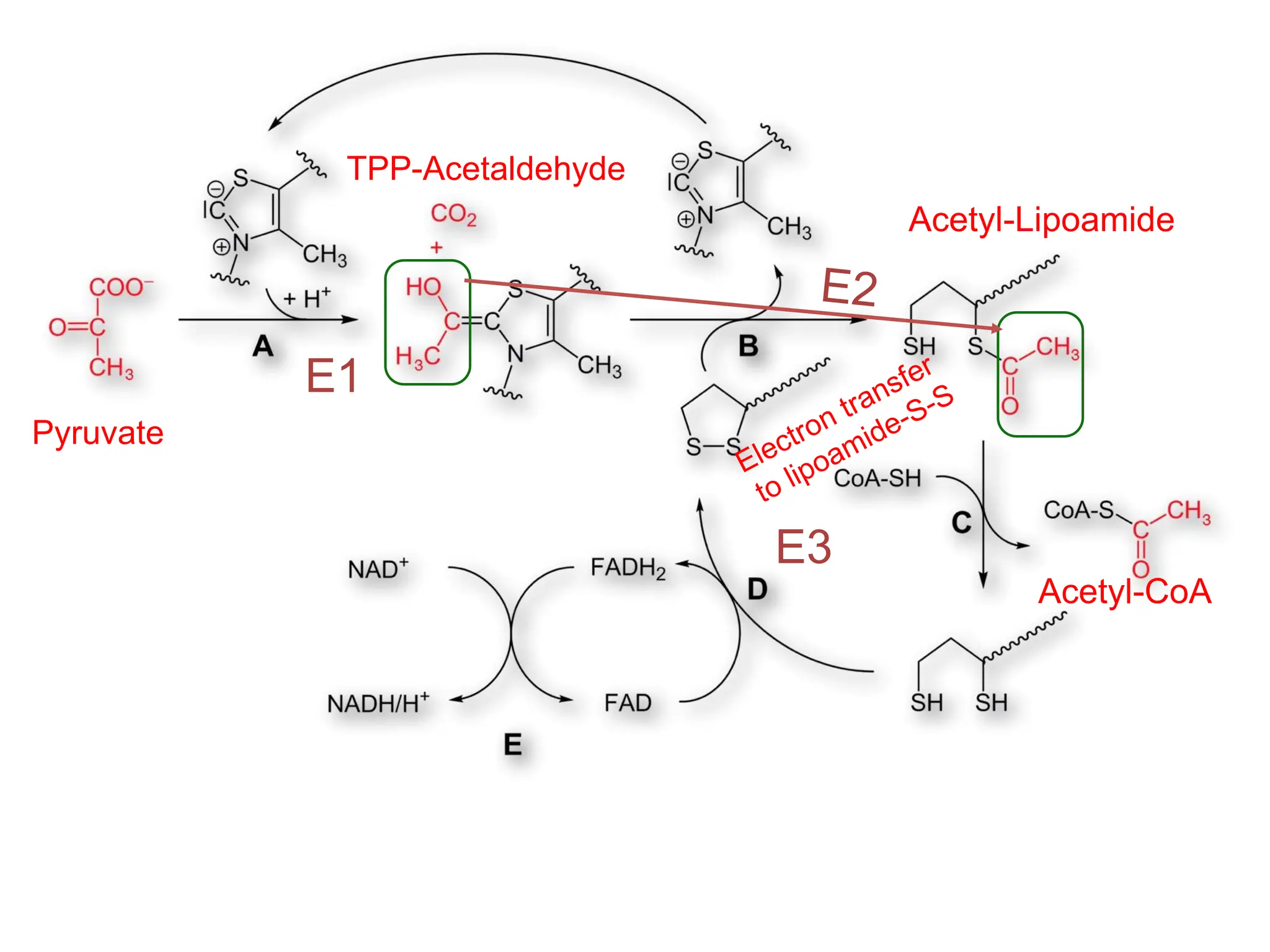 Pyruvate
TPP-Acetaldehyde
Acetyl-Lipoamide
Acetyl-CoA
E1
E3
 