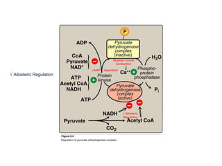 √ Allosteric Regulation
√ Allosteric
Regulation
cAMP dependent
Skeletal muscle
Contraction
 