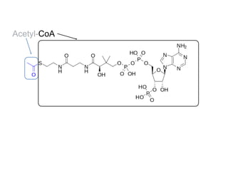 Acetyl-CoA
 