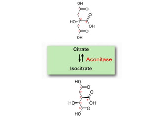Aconitase
 