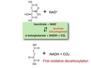+ NAD+
+ NADH + CO2
Isocitrate
Dehydrogenase
First oxidative decarboxylation
 