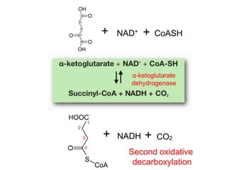 + NAD+
+ CoASH
+ NADH + CO2
α-ketoglutarate
dehydrogenase
Second oxidative
decarboxylation
 