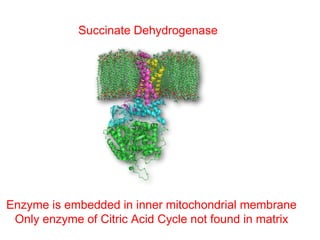 Succinate Dehydrogenase
Enzyme is embedded in inner mitochondrial membrane
Only enzyme of Citric Acid Cycle not found in matrix
 