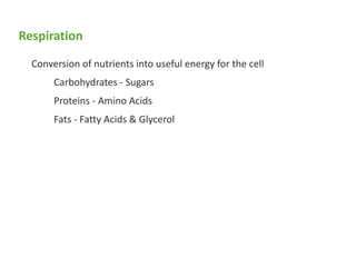 Respiration
Conversion of nutrients into useful energy for the cell
Carbohydrates - Sugars
Proteins - Amino Acids
Fats - Fatty Acids & Glycerol
 