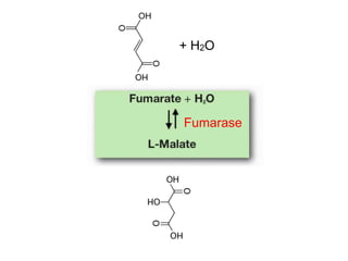 + H2O
Fumarase
 