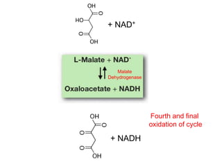 + NAD+
+ NADH
Malate
Dehydrogenase
Fourth and final
oxidation of cycle
 