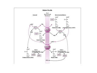 TCA cycle citric acid cycle krebs cycle.
