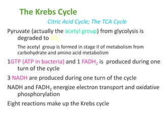 The Krebs Cycle
Citric Acid Cycle; The TCA Cycle
Pyruvate (actually the acetyl group) from glycolysis is
degraded to CO2
The acetyl group is formed in stage II of metabolism from
carbohydrate and amino acid metabolism
1GTP (ATP in bacteria) and 1 FADH2 is produced during one
turn of the cycle
3 NADH are produced during one turn of the cycle
NADH and FADH2 energize electron transport and oxidative
phosphorylation
Eight reactions make up the Krebs cycle
 