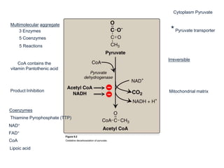 Multimolecular aggregate
3 Enzymes
5 Coenzymes
5 Reactions
CoA contains the
vitamin Pantothenic acid
Product Inhibition
Coenzymes
Thiamine Pyrophosphate (TTP)
NAD+
FAD+
CoA
Lipoic acid
Mitochondrial matrix
Cytoplasm Pyruvate
*Pyruvate transporter
Irreversible
 