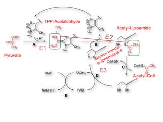 Pyruvate
TPP-Acetaldehyde
Acetyl-Lipoamide
Acetyl-CoA
E1
E3
 