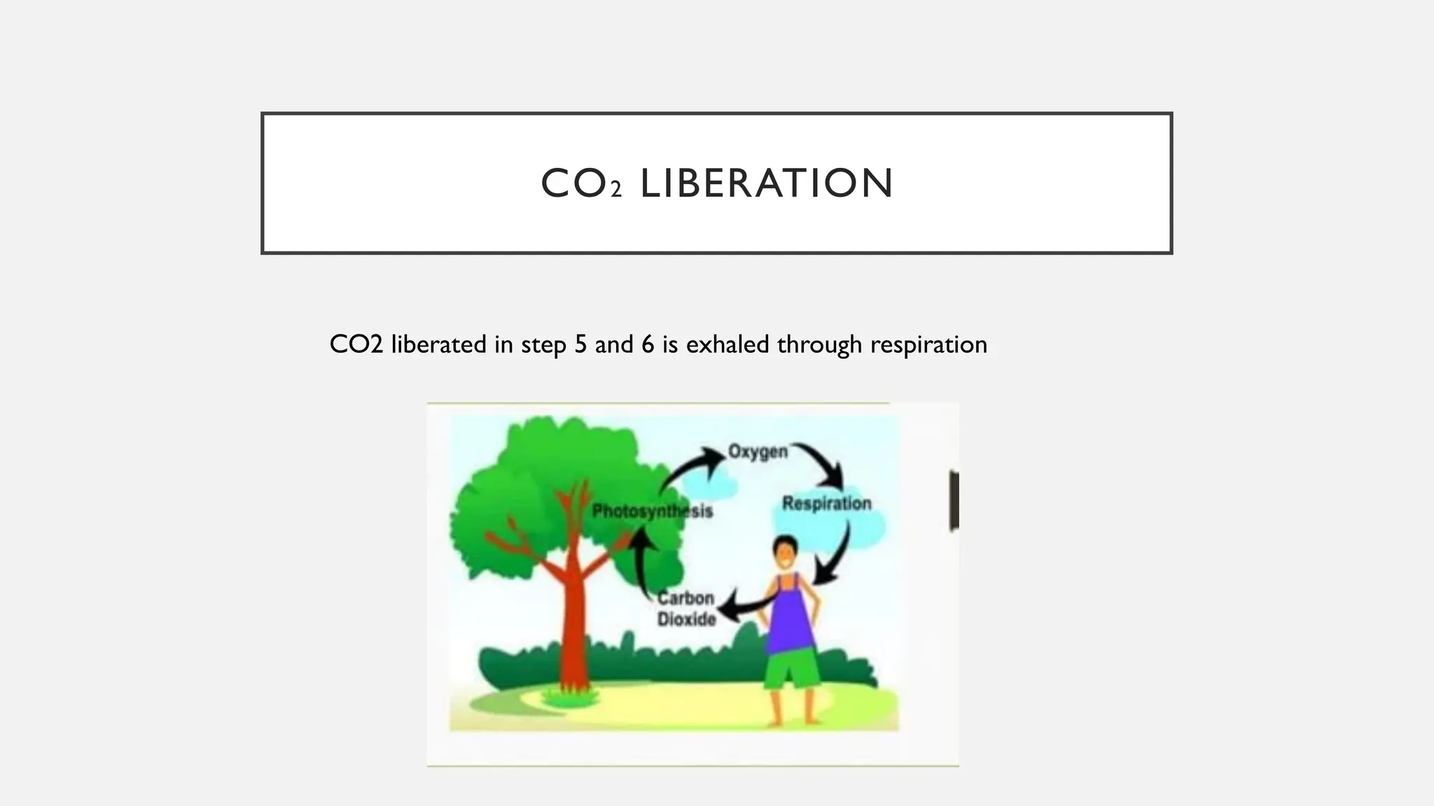 CO2 LIBERATION
CO2 liberated in step 5 and 6 is exhaled through respiration
 