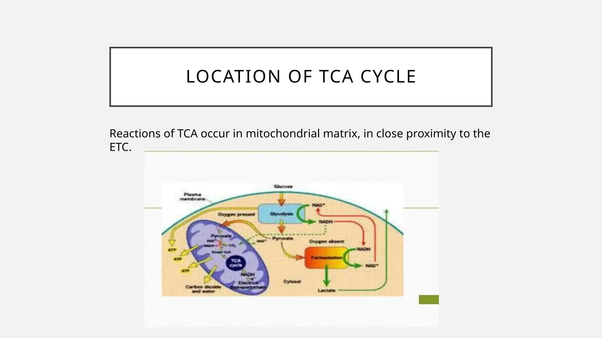 LOCATION OF TCA CYCLE
Reactions of TCA occur in mitochondrial matrix, in close proximity to the
ETC.
 