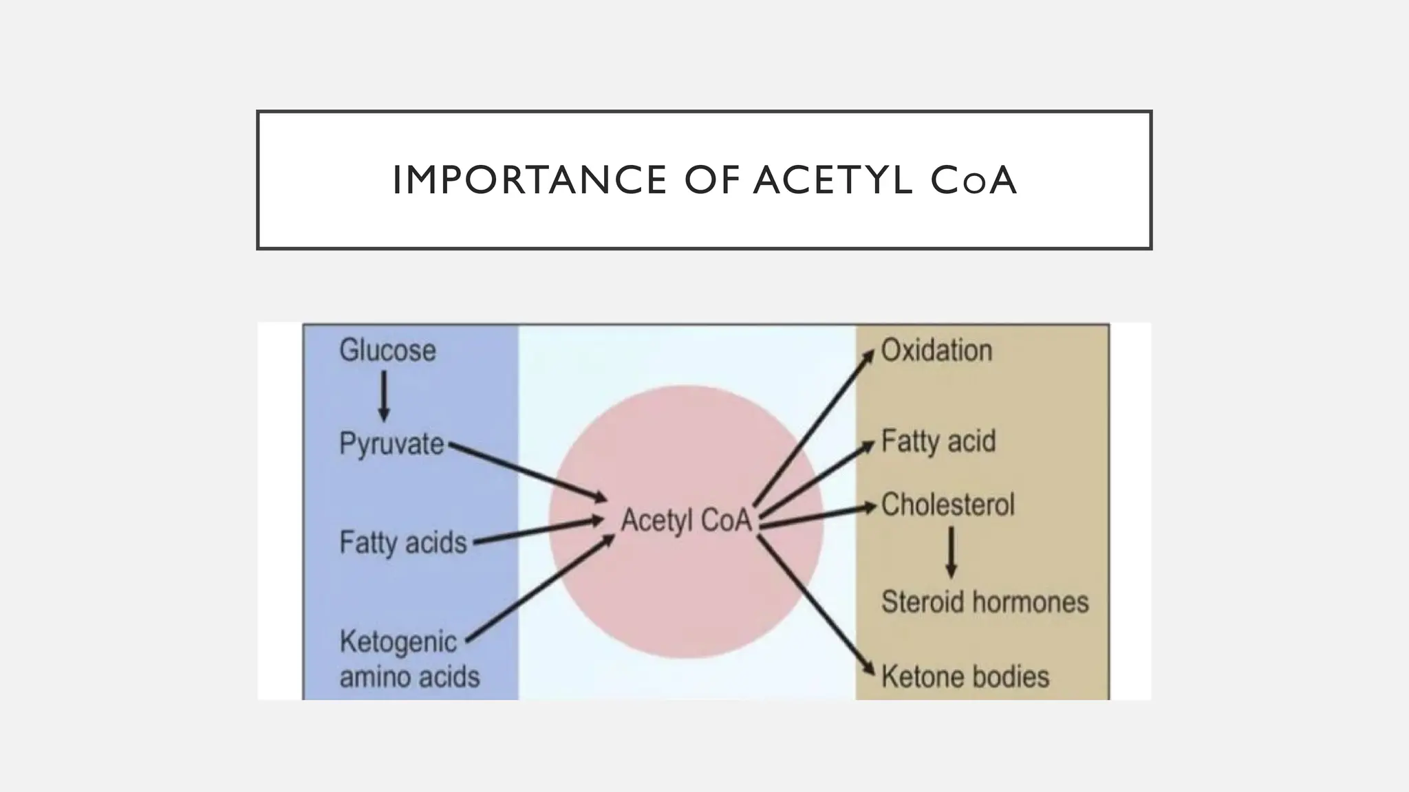 IMPORTANCE OF ACETYL COA
 