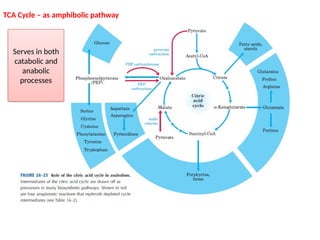 TCA cycle in detail with all the mechanicsm | PPTX