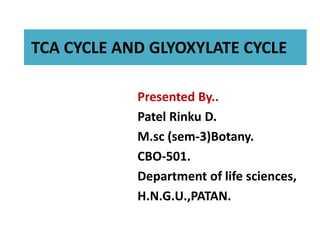 TCA CYCLE AND GLYOXYLATE CYCLE
Presented By..
Patel Rinku D.
M.sc (sem-3)Botany.
CBO-501.
Department of life sciences,
H.N.G.U.,PATAN.
 