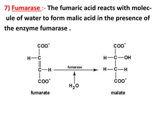 7) Fumarase :- The fumaric acid reacts with molec-
ule of water to form malic acid in the presence of
the enzyme fumarase .
 