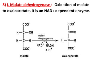 8) L-Malate dehydrogenase :- Oxidation of malate
to oxaloacetate. It is an NAD+ dependent enzyme.
 