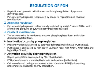 REGULATION OF PDH
• Regulation of pyruvate oxidation occurs through regulation of pyruvate
dehydrogenase.
• Pyruvate dehydrogenase is regulated by allosteric regulation and covalent
modification.
 Allosteric regulation
• Pyruvate dehydrogenase is allosterically inhibited by acetyl CoA and NADH which
are the end products of pyruvate dehydrogenase reaction.
 Covalent modification
• The enzyme exists in two forms: Inactive, phosphorylated form and active
dephosphorylated form.
 Inactivation occurs by phosphorylation
• Phosphorylation is catalyzed by pyruvate dehydrogenase kinase (PDH kinase).
• PDH kinase is stimulated by high acetyl CoA/CoA ratio, high NADH/ NAD+ ratio and
high ATP/ADP ratio.
 Activation occurs by dephosphorylation
• Dephosphorylation is catalyzed by PDH phosphatase.
• PDH phosphatase is stimulated by insulin and calcium (in the liver).
• Calcium released during muscle contraction stimulates PDH (by increasing
phosphatase activity) for energy production.
 