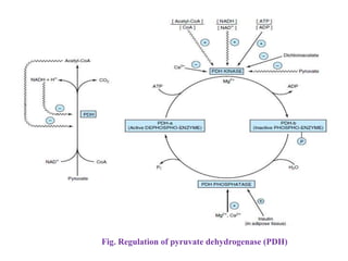 Fig. Regulation of pyruvate dehydrogenase (PDH)
 