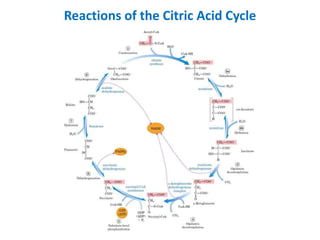 Reactions of the Citric Acid Cycle
 