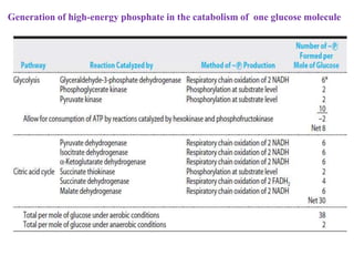 Generation of high-energy phosphate in the catabolism of one glucose molecule
 