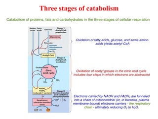 Three stages of catabolism
 