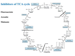 Inhibitors of TCA cycle
Fluoroacetate
Arsenite
Malonate
 