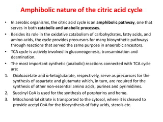 Amphibolic nature of the citric acid cycle
• In aerobic organisms, the citric acid cycle is an amphibolic pathway, one that
serves in both catabolic and anabolic processes.
• Besides its role in the oxidative catabolism of carbohydrates, fatty acids, and
amino acids, the cycle provides precursors for many biosynthetic pathways
through reactions that served the same purpose in anaerobic ancestors.
• TCA cycle is actively involved in gluconeogenesis, transamination and
deamination.
• The most important synthetic (anabolic) reactions connected with TCA cycle
are:
1. Oxaloacetate and α-ketoglutarate, respectively, serve as precursors for the
synthesis of aspartate and glutamate which, in turn, are required for the
synthesis of other non-essential amino acids, purines and pyrimidines.
2. Succinyl CoA is used for the synthesis of porphyrins and heme.
3. Mitochondrial citrate is transported to the cytosol, where it is cleaved to
provide acetyl CoA for the biosynthesis of fatty acids, sterols etc.
 