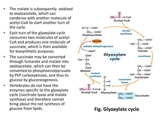 • The malate is subsequently oxidized
to oxaloacetate, which can
condense with another molecule of
acetyl-CoA to start another turn of
the cycle.
• Each turn of the glyoxylate cycle
consumes two molecules of acetyl-
CoA and produces one molecule of
succinate, which is then available
for biosynthetic purposes.
• The succinate may be converted
through fumarate and malate into
oxaloacetate, which can then be
converted to phosphoenolpyruvate
by PEP carboxykinase, and thus to
glucose by gluconeogenesis.
• Vertebrates do not have the
enzymes specific to the glyoxylate
cycle (isocitrate lyase and malate
synthase) and therefore cannot
bring about the net synthesis of
glucose from lipids. Fig. Glyoxylate cycle
 
